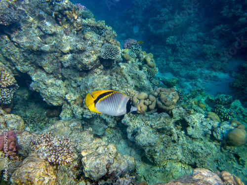 Angelfish in the coral reef of the Red Sea  Hurghada  Egypt