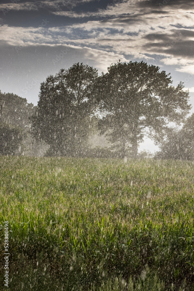 Obraz premium Rideau de pluie