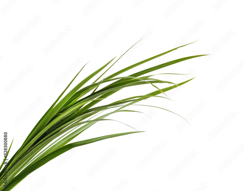 Bunch of green grass. Bunch of green grass.