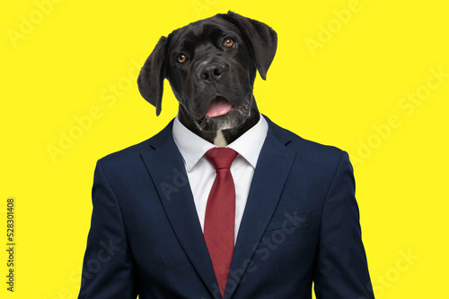 lazy labrador retriever dog wearing suit and panting while being bored