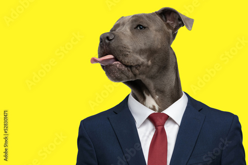 funny little american staffordshire terrier dog sticking out tongue