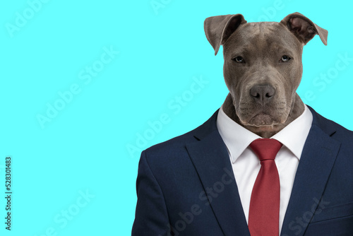 confident business amstaff dog wearing navy blue suit and posing