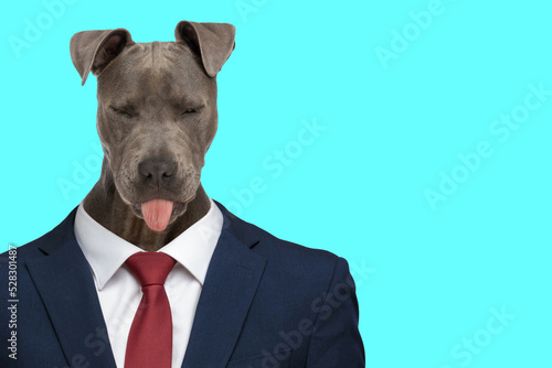 lovely business american staffordshire terrier dog looking down and panting photo