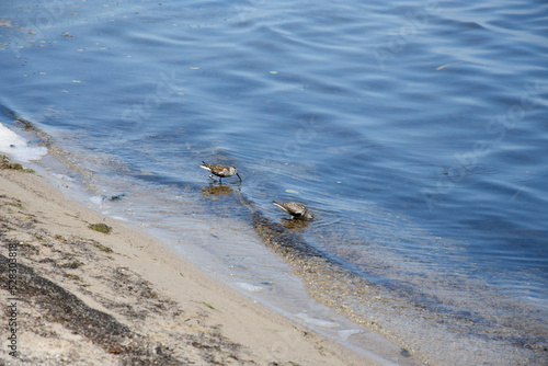 Two snipe wading in the water