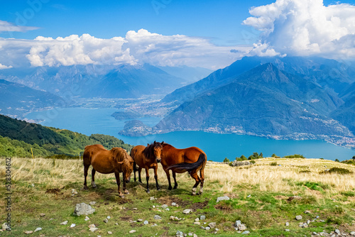Horses on a prairie on Lake Como alps