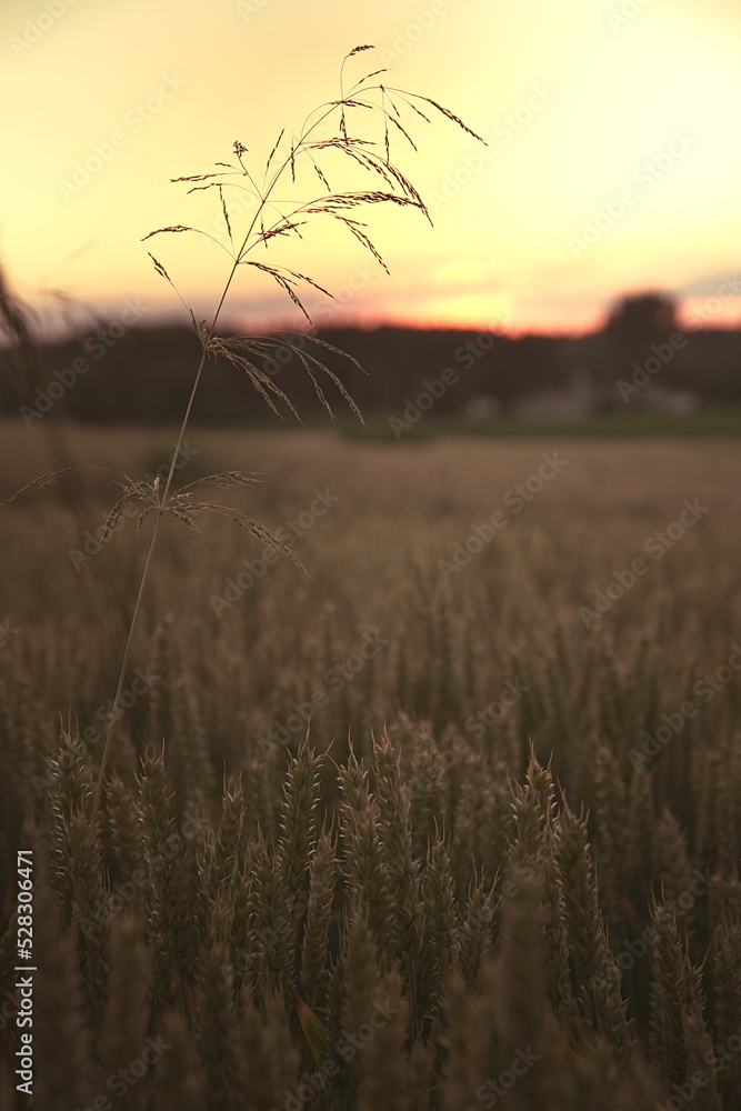 A blade of grass among the ears of wheat in the field. Sunset over the field.