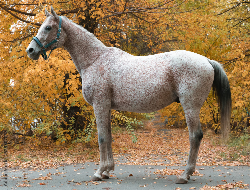 Photo of an Arabian raceline horse in an exterior stand Photo of an Arabian raceline horse in an exterior stand