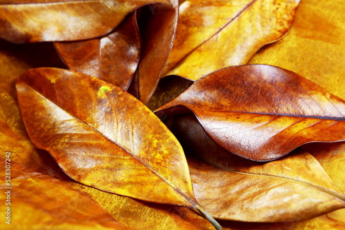 Primo piano con particolari di foglie di magnolia e colori dell autunno