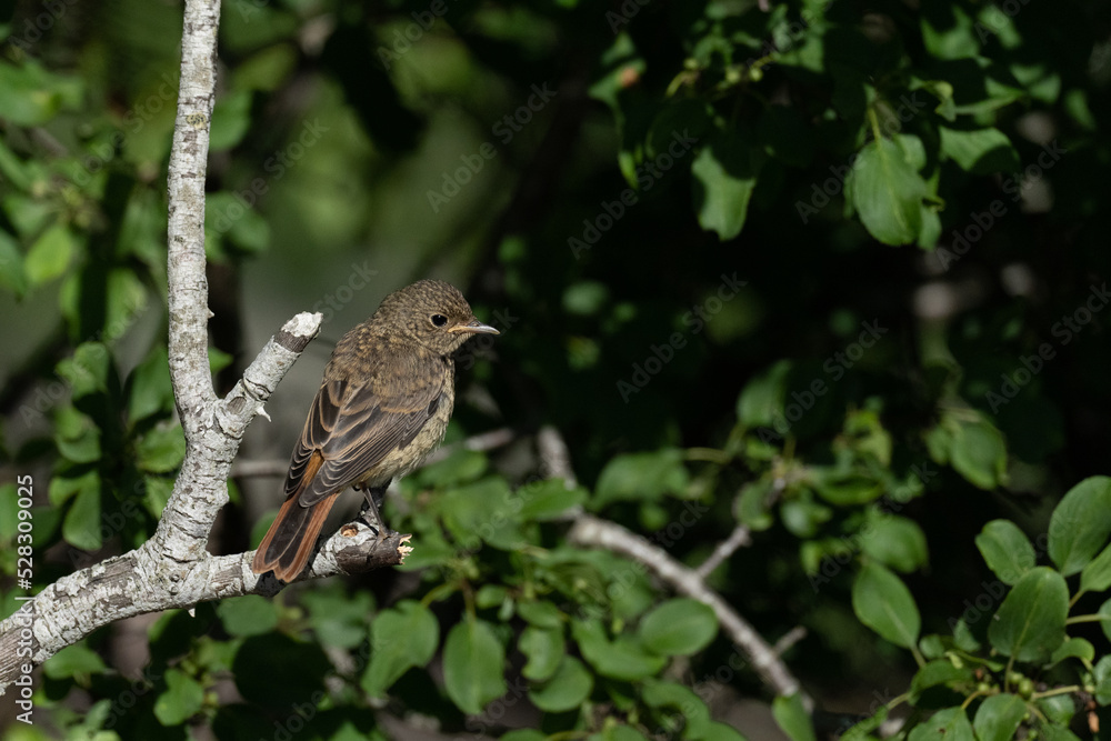 Common Redstart (Phoenicurus phoenicurus) Common Redstart (Phoenicurus phoenicurus)