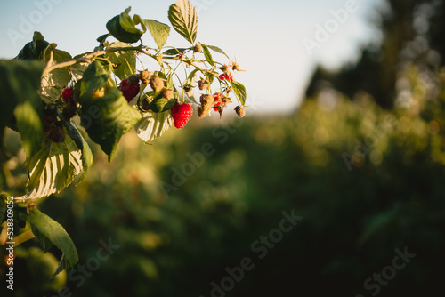 czerwone soczyste dojrzałe owoce malin na krzaku, pokazane w słońcu. photo
