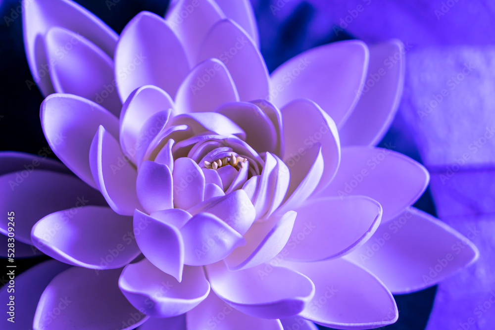 Fototapeta premium Selective focus on beautiful sacred lotus flower with white and purple leaves. Close up of lily pad or nelumbo. Pureness concept. Noise effect and grainy texture. 