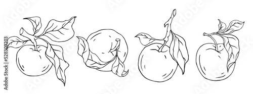 Linear botanical sketch with fruits and leaves of an apple tree.Vector graphics.