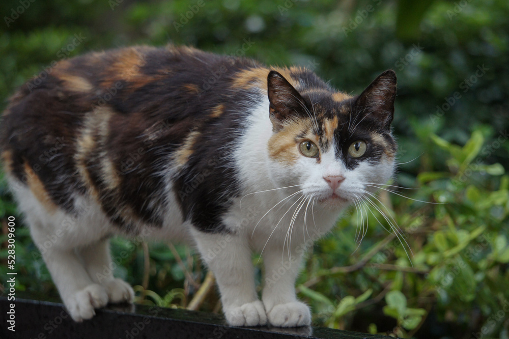 cat on the grass