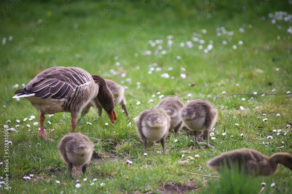 Ein Familie Graugänse beim fressen auf einer Wiese. Ein Familie Graugänse beim fressen auf einer Wiese.