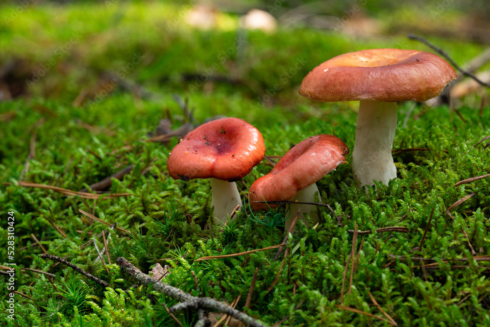 Edible mushroom Russula vinosa in the moss in the wet spruce forest. Mushroom with yellow-red cap and white stem. Autumn time, natural condition Edible mushroom Russula vinosa in the moss in the wet spruce forest. Mushroom with yellow-red cap and white stem. Autumn time, natural condition