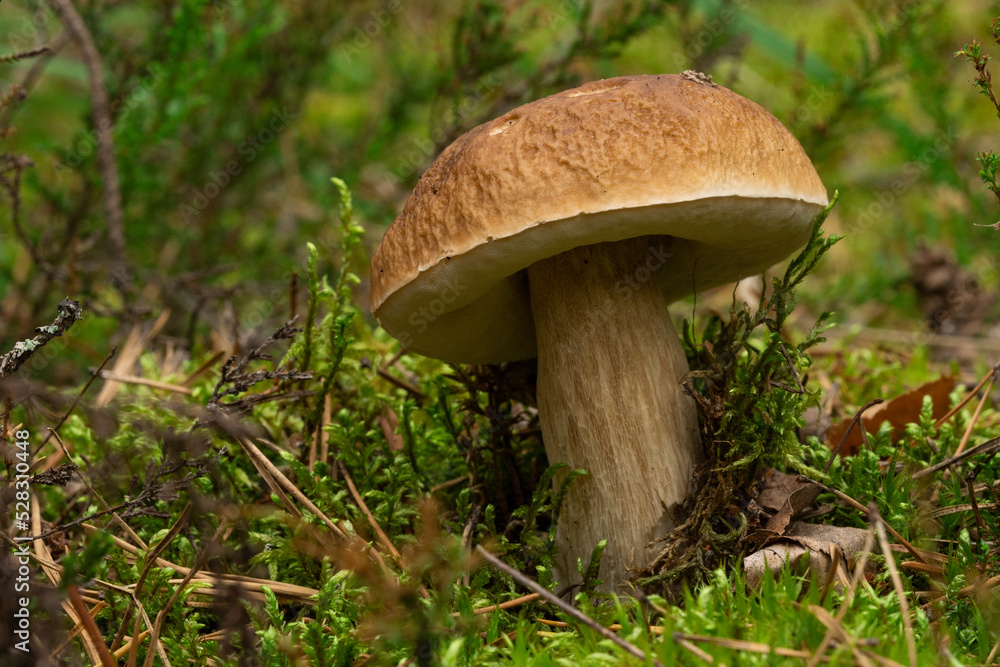 White mushroom in the forest against the background of green vegetation. Awesome boletus grows in wildlife. Porcini bolete mushrooms. Soft focus White mushroom in the forest against the background of green vegetation. Awesome boletus grows in wildlife. Porcini bolete mushrooms. Soft focus