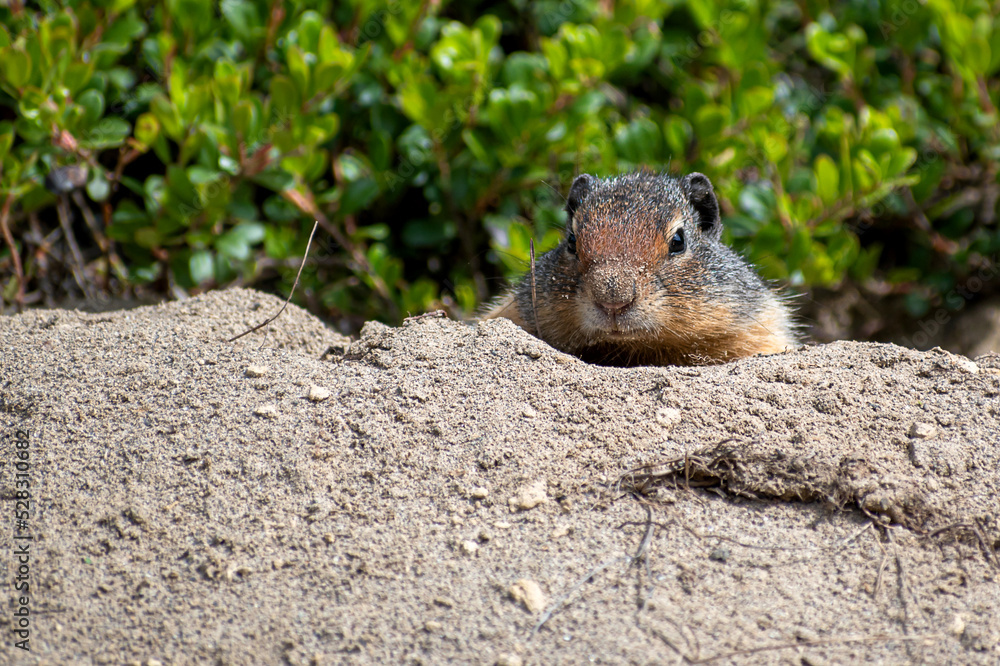 A close portrait of a red squirrel enjoying sunny alone A close portrait of a red squirrel enjoying sunny alone