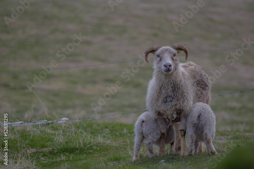 Owca z karmiąca młode #528311295