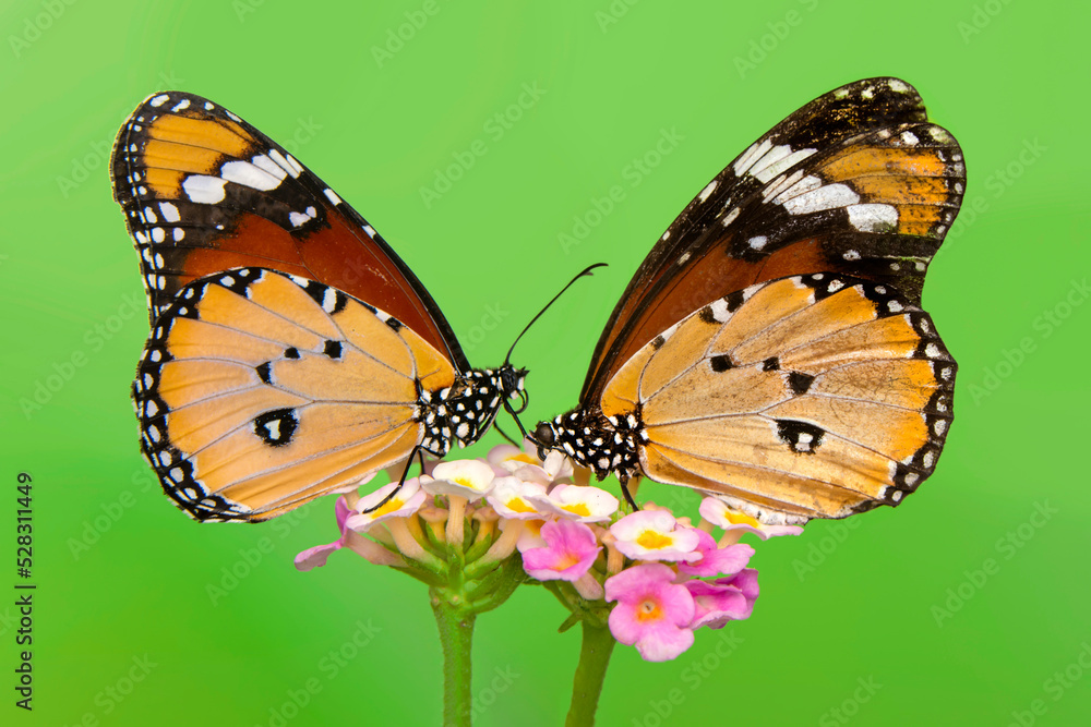 Fototapeta premium Macro shots, Beautiful nature scene. Closeup beautiful butterfly sitting on the flower in a summer garden.