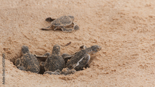 Multiple Loggerhead baby sea turtles hatching at a turtle farm.