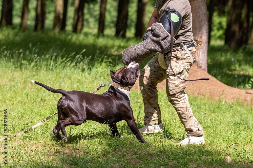 A pit bull attacks a cynologist during aggression training. A pit bull attacks a cynologist during aggression training.