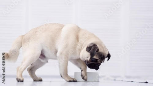 Close up pug dog eating fresh dry dog food kibbles for small puppies, advertising dog food on light grey background. photo