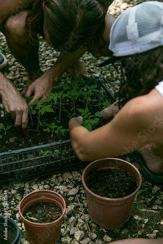 Man working very carefully with plants and vegetables in the garden.