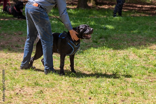 Cane Corso attacking dog handler during aggression training.