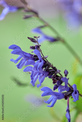 black and blue salvia flower. Hummingbird attracting plant.