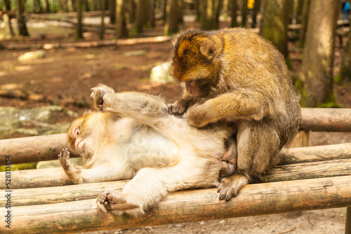 A bigger monkey grooming a smaller monkey © dragan1956