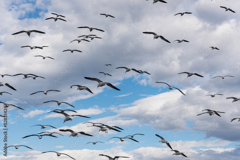Fototapeta premium Seagulls flying over a blue sky with clouds