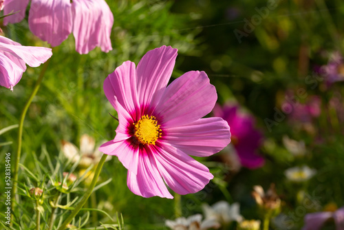 cosmos flower in the garden