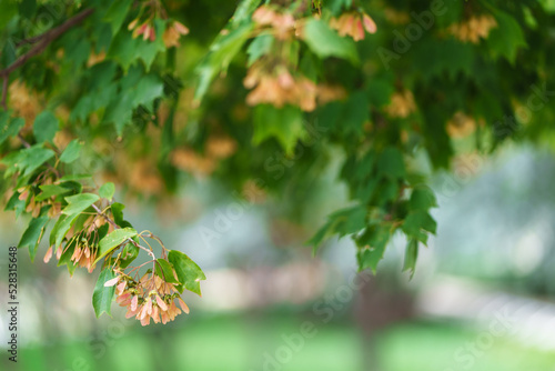 flowers in the trees