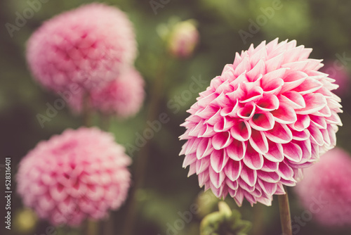 Seasonal Purple/Pink Pom-Pom Dahlias In Full Bloom At A Dahlia Farm