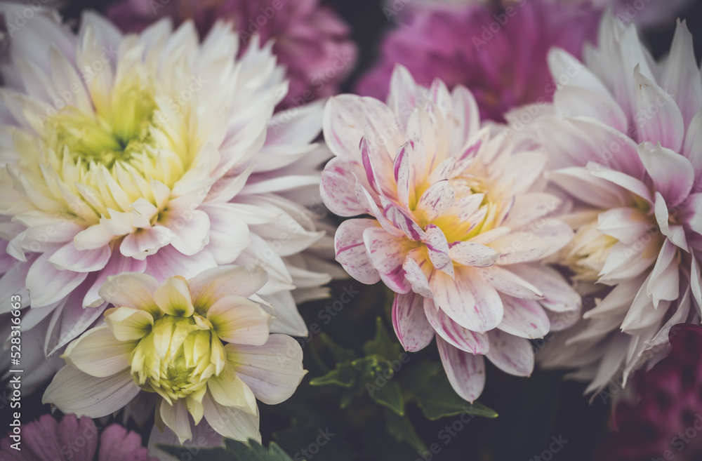 A Bouquet Of Seasonal Creamy / Pink Dahlias A Bouquet Of Seasonal Creamy / Pink Dahlias