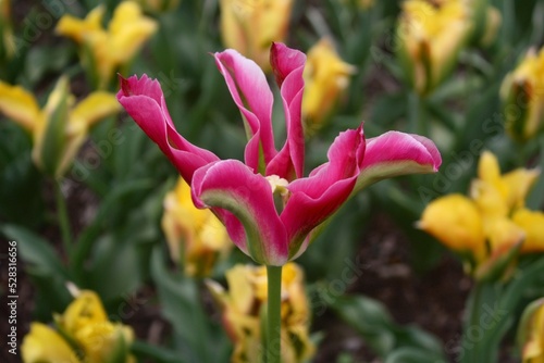 A unique pink tulip in a field of yellow tulips