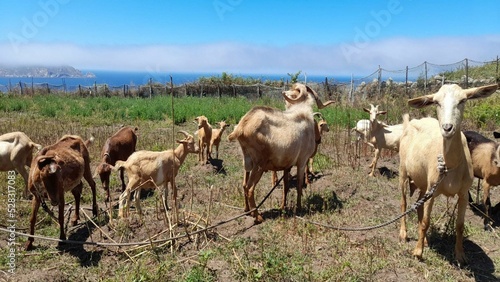 Fototapeta Naklejka Na Ścianę i Meble -  Manada de cabras 