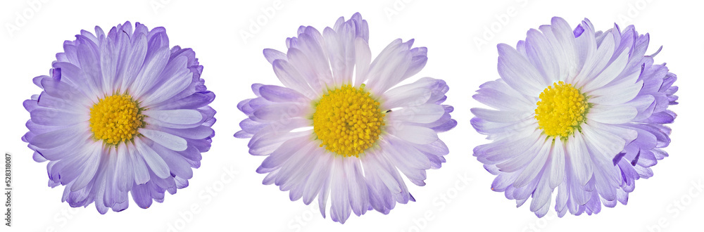 Fototapeta premium three violet color daisy small blooms isolated on white