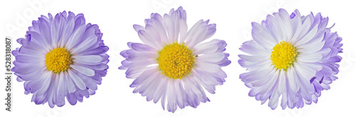three violet color daisy small blooms isolated on white