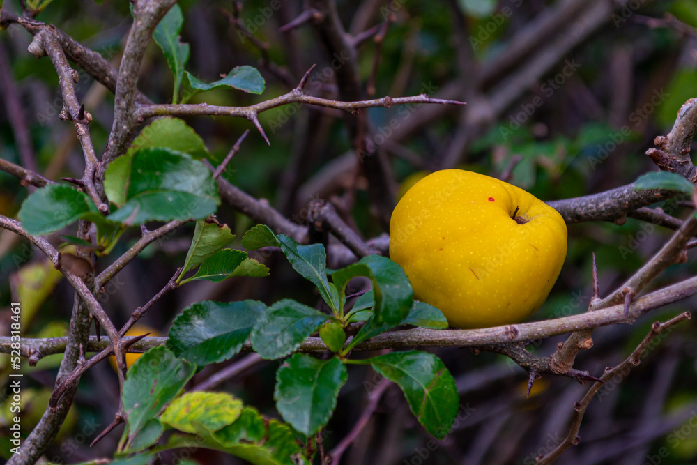 Ripe yellow Japanese quince on a bush branch among green leaves