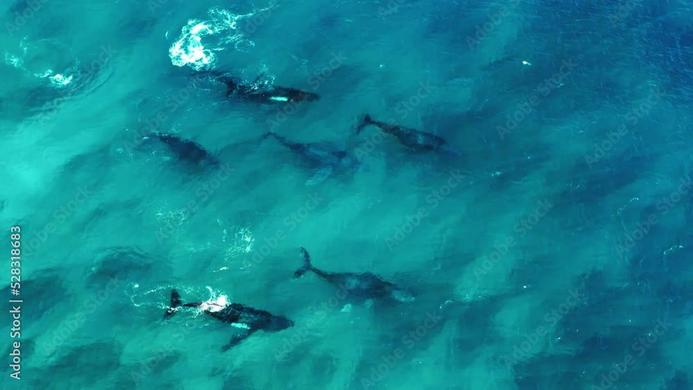 Aerial Panning Tilt Up Shot Of Humpback Whales Swimming Undersea - Exmouth, Australia Aerial Panning Tilt Up Shot Of Humpback Whales Swimming Undersea - Exmouth, Australia