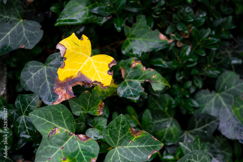 yellow withered eaten ivy leaf against the background of green leaves