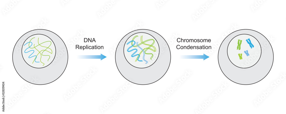 Vetor de Scientific Designing of Duplication and Condensation of DNA ...