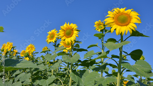 sunflowers słoneczniki