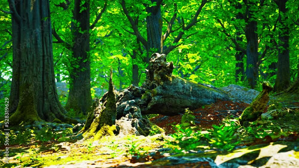beautiful bright green moss grown up cover the rough stones beautiful bright green moss grown up cover the rough stones