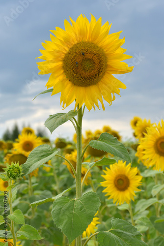 sunflowers s  oneczniki