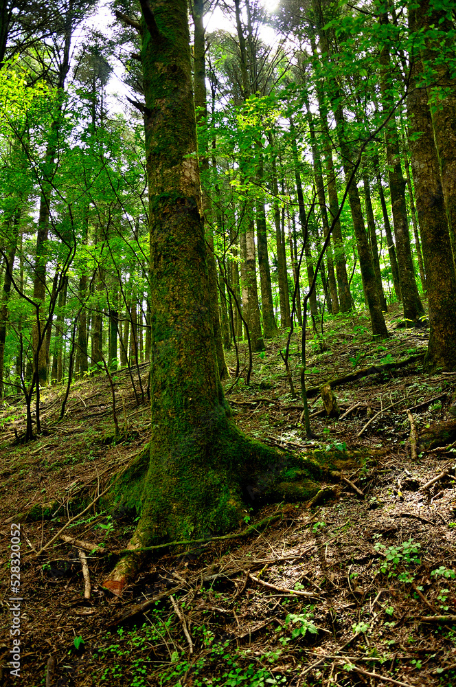 西丹沢の明神山 新緑の森の中のモミ 