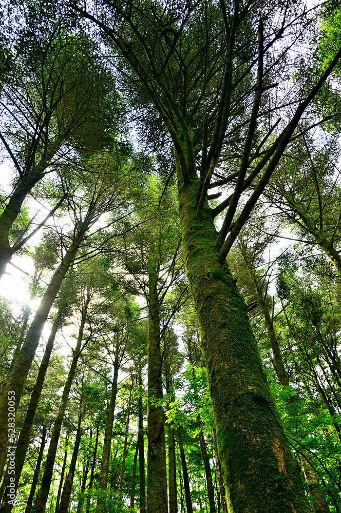 Obraz premium 西丹沢の明神山 新緑の森の中のモミ 