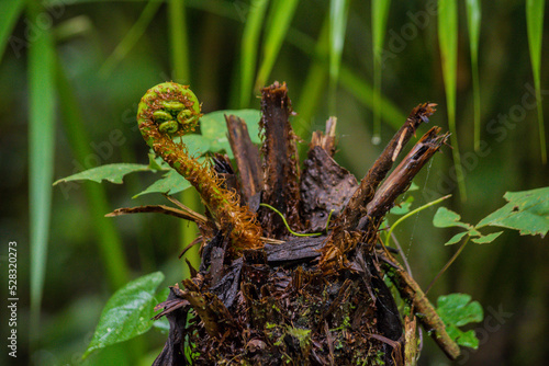 Fiddlehead growing in the middle of the rainforest photo