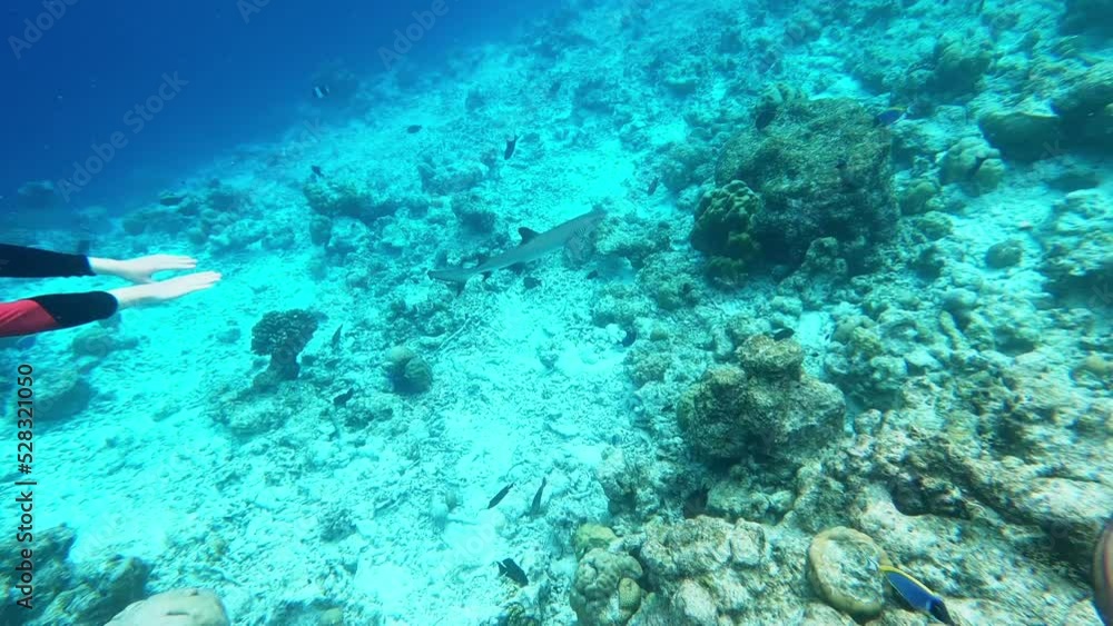 diver and swimming exotic fish. underwater video. diver and swimming exotic fish. underwater video.